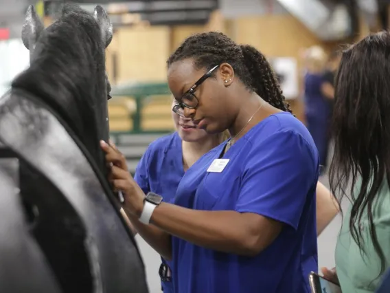 veterinary student examining a horse