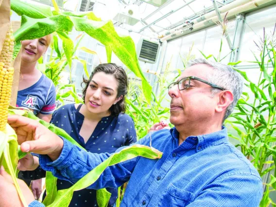 people looking at corn