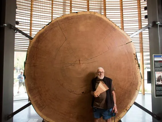 man in front of large tree cutting