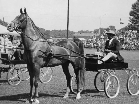 old photo of a man on a horse drawn buggie