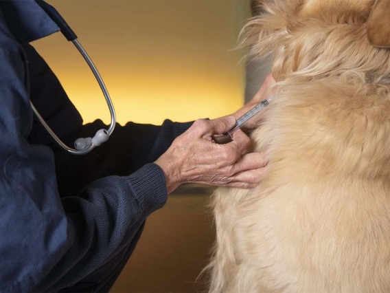 Technician administers vaccine to canine patient.