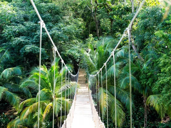 A rainforest bridge 