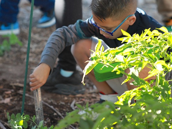 A photograph of a child measuring the garden soil behind a large green plant 