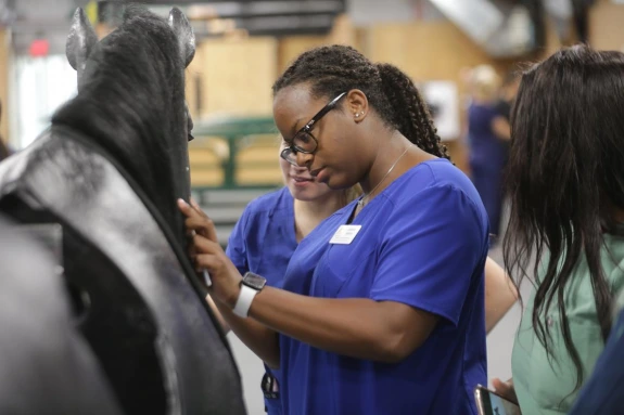 veterinary student examining a horse