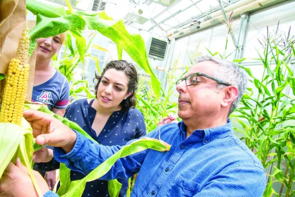people looking at corn