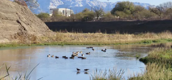 ducks in a pond