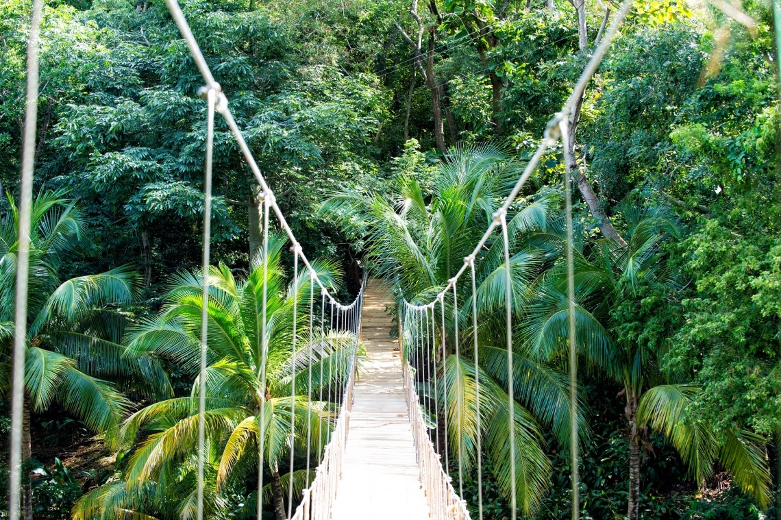 A rainforest bridge 