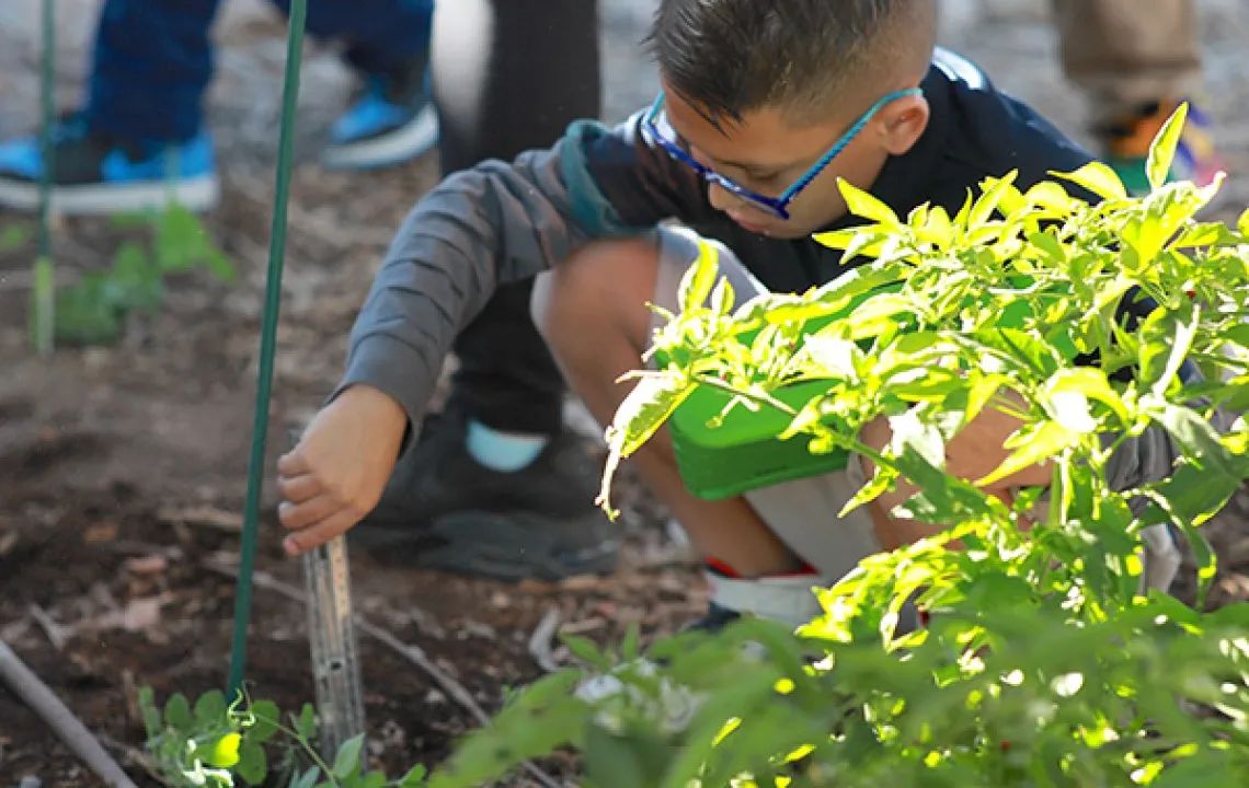 A photograph of a child measuring the garden soil behind a large green plant 